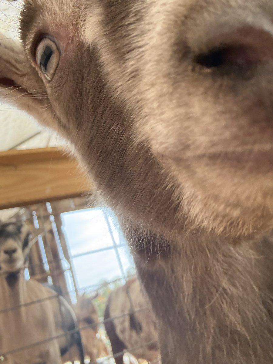 kissnyahkiss's tweet photo. my family #goattwt 😊 https://t.co/QrILWzRGza