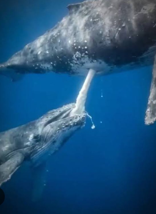 tendow0404's tweet photo. クジラ🐋の赤ちゃん💓 https://t.co/s6bpP7AzXD