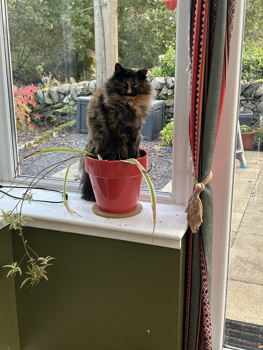 SusanCalman's tweet photo. Susan's #CatOfTheDay is Daphne.

Thank you @GartonJulie for sharing this pic! https://t.co/1WZGcb7R3c