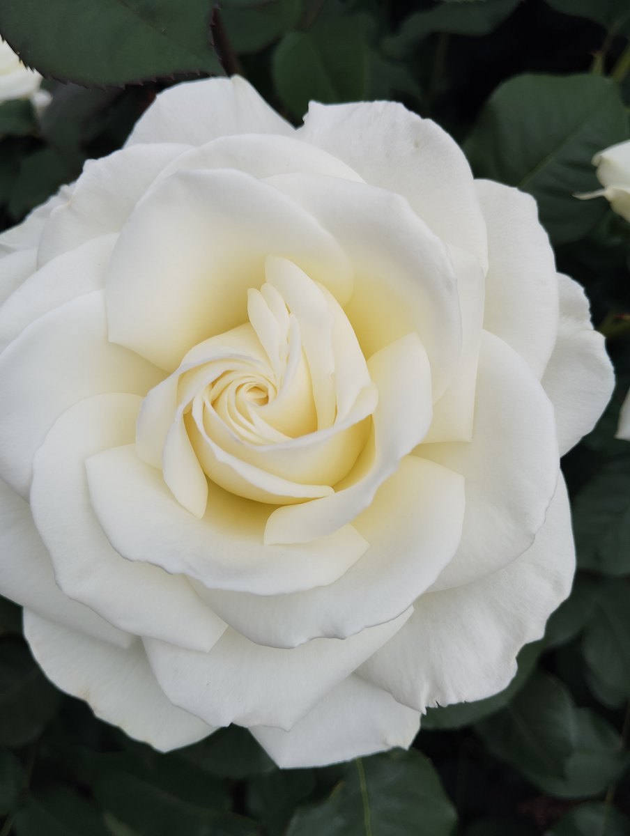 FWLMacZ95u95352's tweet photo. Light.  
Linger.  
Listening.  

Silence—when light opens a small space, what gentle breath returns to you?

光がつくる余白で、薔薇は静かに息をする。
雑音から解き放たれた心に、そっと重なる余韻。

softwhitespace #quietbreath #薔薇の詩集12の5光の余白

私の想い出の写真 https://t.co/f8Ul4ou8UR