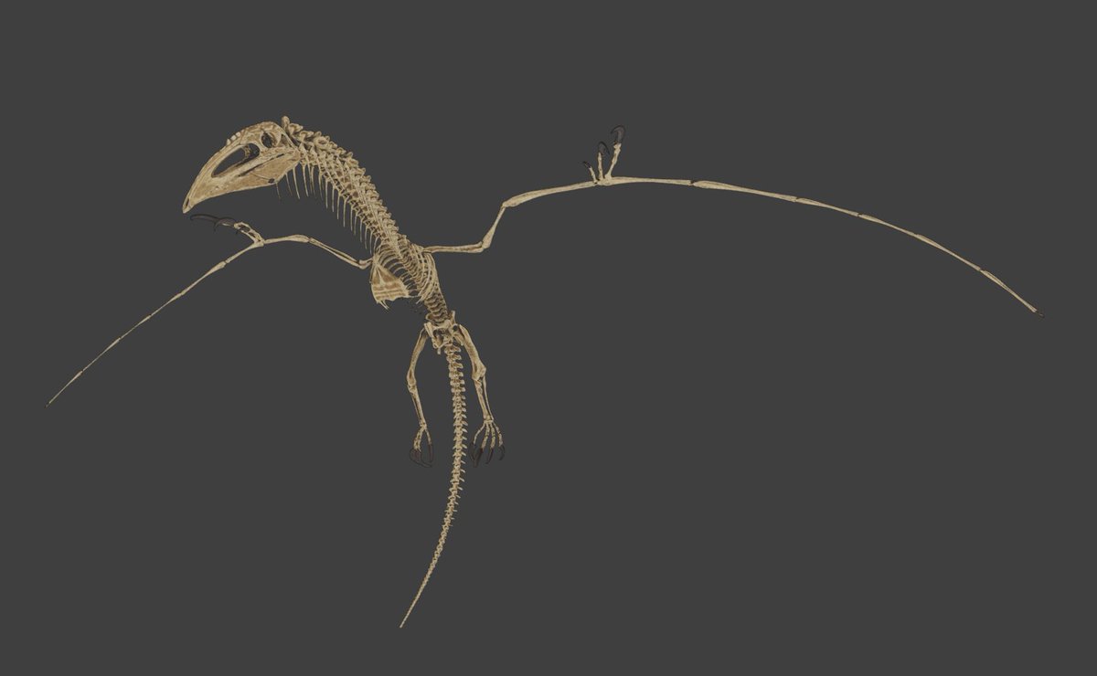 MoroNadakahn's tweet photo. Supercephalosornis Bone Costume 

Working on a pretty cool bone costume for Spooky Season :)

Still WIP, will post final in-game images soon ;)

#survivetheark @survivetheark #mod #skeleton #spooky #halloween #fearascended #dinobones #arksurvivalascended #curseforge https://t.co/lPZncNKGNO