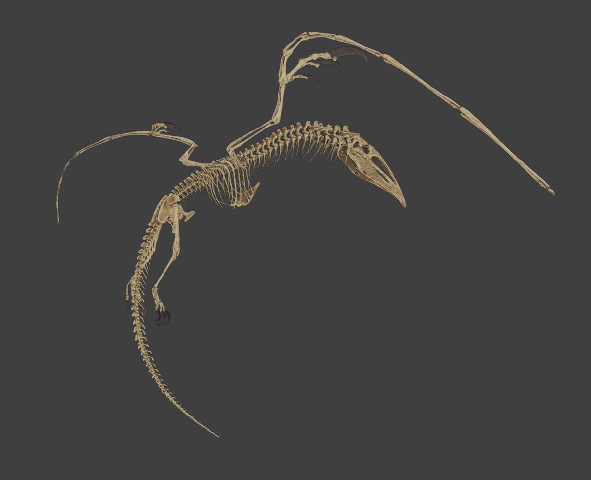 MoroNadakahn's tweet photo. Supercephalosornis Bone Costume 

Working on a pretty cool bone costume for Spooky Season :)

Still WIP, will post final in-game images soon ;)

#survivetheark @survivetheark #mod #skeleton #spooky #halloween #fearascended #dinobones #arksurvivalascended #curseforge https://t.co/lPZncNKGNO