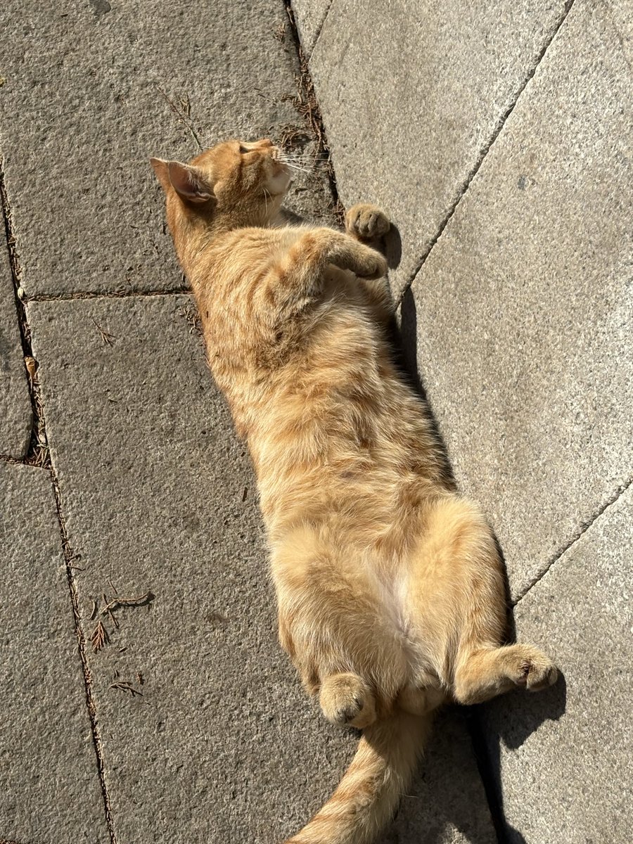 angelwithoutgod's tweet photo. Cats 💜 https://t.co/2IaVrW7WtA