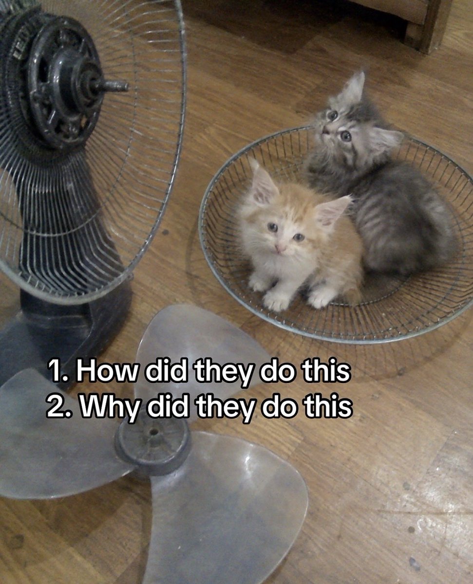 hardcatmemes's tweet photo. https://t.co/oRP2J32sL2