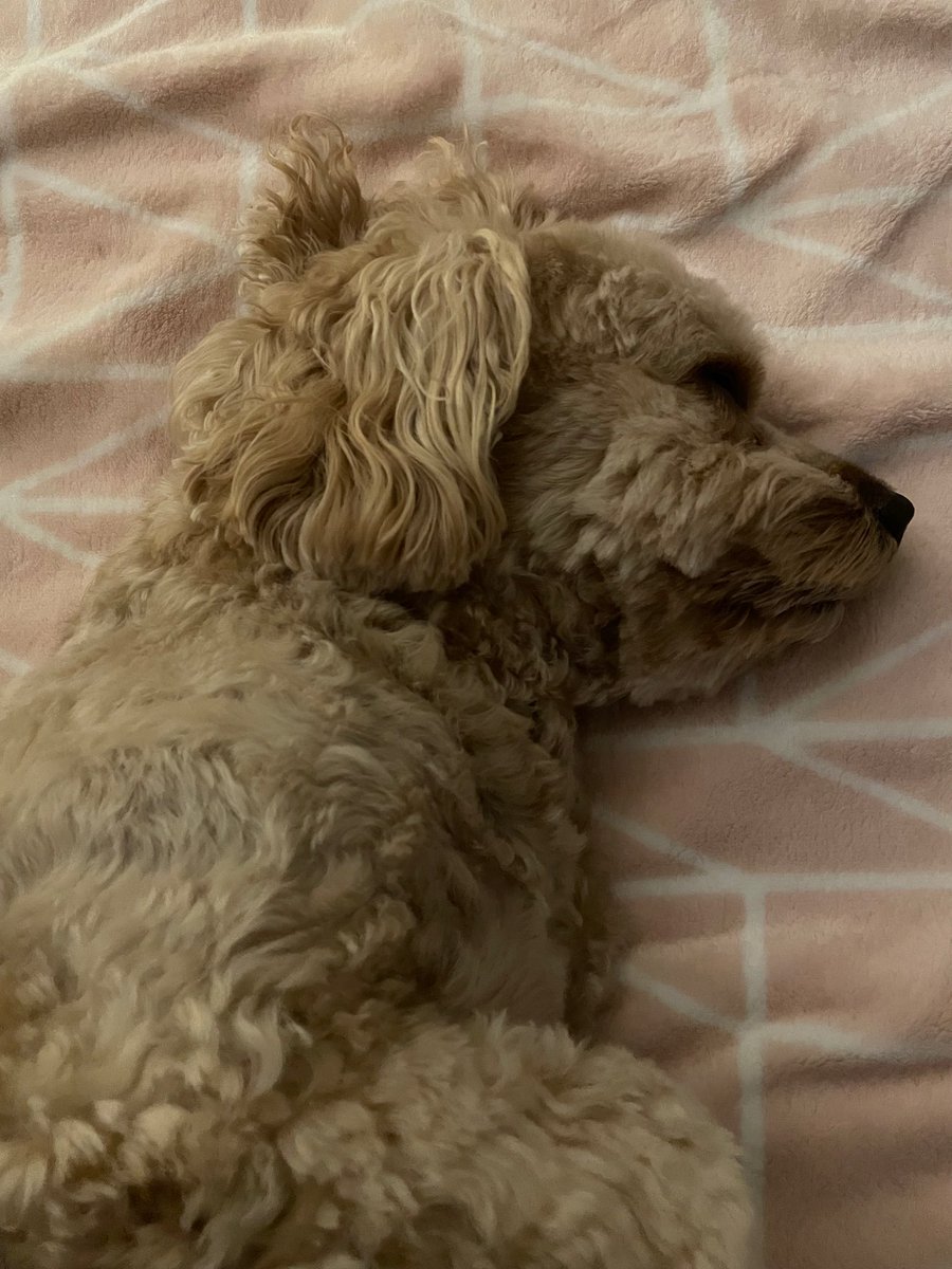 Andy6hutch's tweet photo. Night, night all… Sweet dreams 🥰 💤… #ItsADogsLife 🐾🐕 https://t.co/InZY0UDW2f