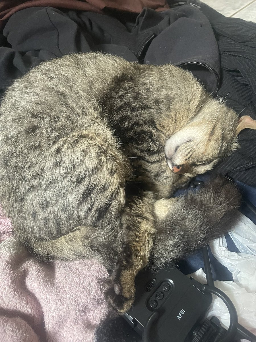 ayabyjoon's tweet photo. ele o dia todo deitado na minha bagunça, se n pode ajudar o importante é descansar https://t.co/t33slOqm2I