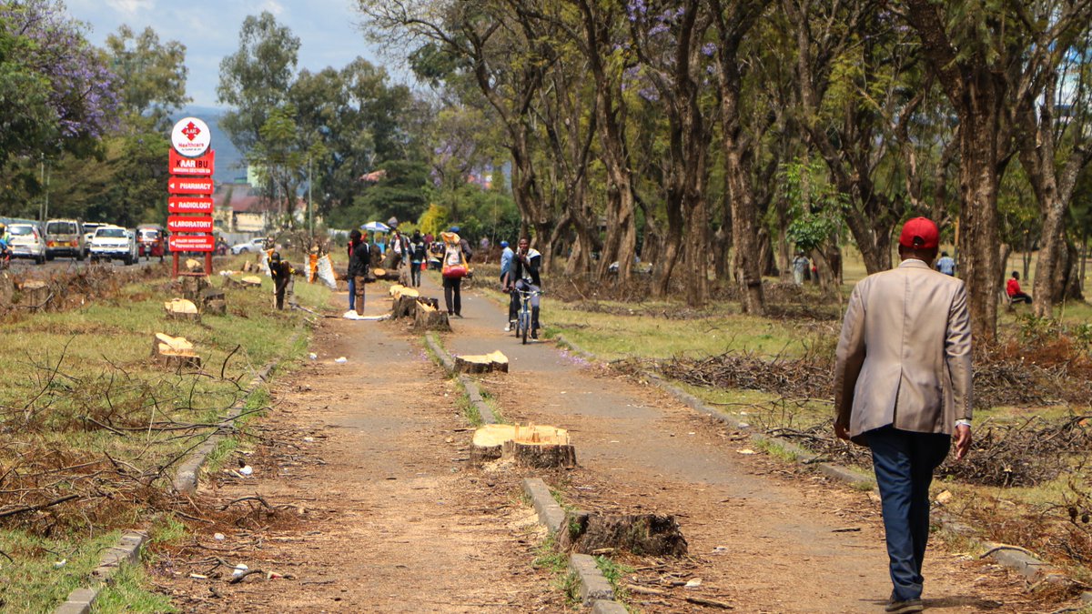 JamesWakibia's tweet photo. I enjoyed walking here. Unfortunately, all the beautiful jacarandas have been sacrificed for road expansion, it will take many years bfo new trees grow. If this section will remain a pedestrian walkway, why cut down the trees? Why not design the project around existing trees? https://t.co/pfHRIHqeTr