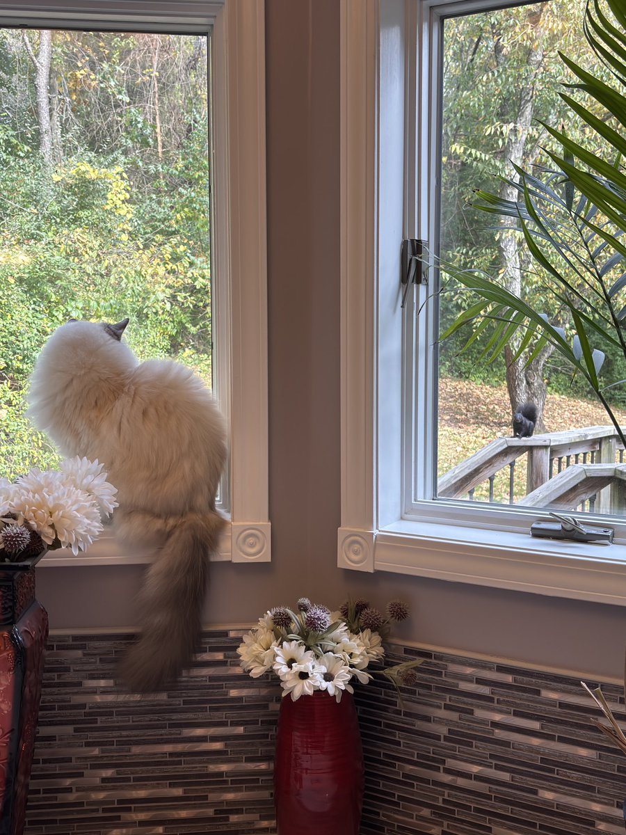 ElizGriff2016's tweet photo. A stressful #Caturday spa day! I had to interrupt my grooming appointment to defend the house from a squirrel! And now Mama is reluctant to groom me some more๐ฟ #SNELovesPets
โฅ๏ธ๐Ari๐โฅ๏ธ #CatsOfX https://t.co/O3Cv6t2sPf