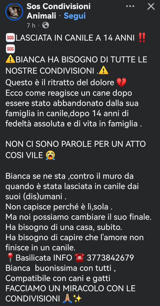 MonicaOrsini8's tweet photo. Bianca 14 anni, rinuncia di proprietà. È dilaniata dal dolore e passa le sue giornate così. Deve trovare assolutamente una famiglia che la ami davvero! Si trova in #Basilicata facciamo il miracolo 🙏🏻🆘 #SosCani #AdoptDontShop #canicercacasa #adozionecani #adozionidelcuore ☎️👇🏻 https://t.co/Ph2a3VXL7d