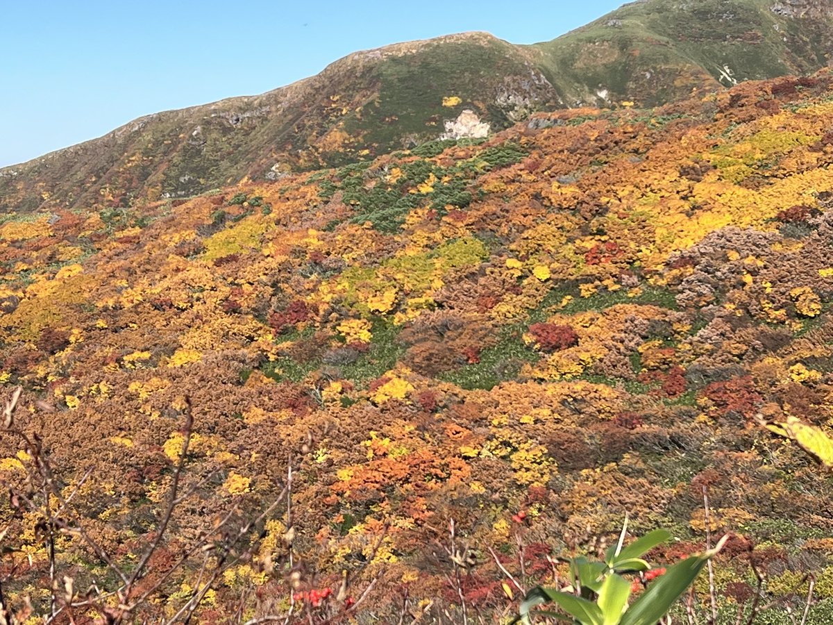 beans_yukki's tweet photo. 鳥海山を歩きました！変わらずバラエティに富んだ登山道、植生だし、紅葉も美しかったです^_^ https://t.co/WhSlAJZ00b