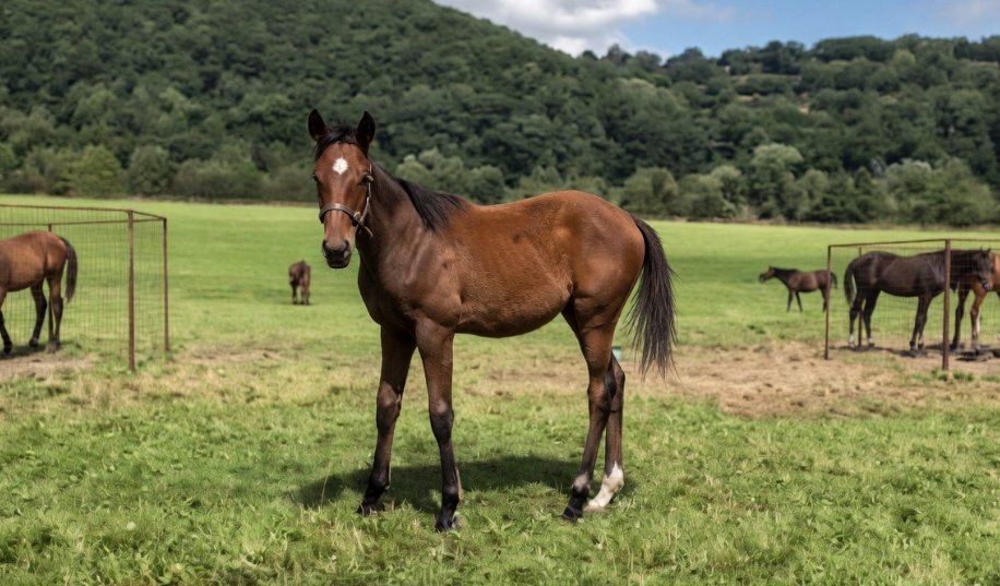 TracksideJay's tweet photo. 🚨 The Chief stays in training next season 🚨

Excited for it (and also fully prepared for more eye rolling as he exits the stalls like a sloth)

First though, a second attempt at the Balmoral on Champions Day ✌🏻 

On you go the Chief https://t.co/BqV5DHhuMV