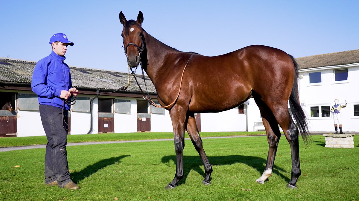 TracksideJay's tweet photo. 🚨 The Chief stays in training next season 🚨

Excited for it (and also fully prepared for more eye rolling as he exits the stalls like a sloth)

First though, a second attempt at the Balmoral on Champions Day ✌🏻 

On you go the Chief https://t.co/BqV5DHhuMV