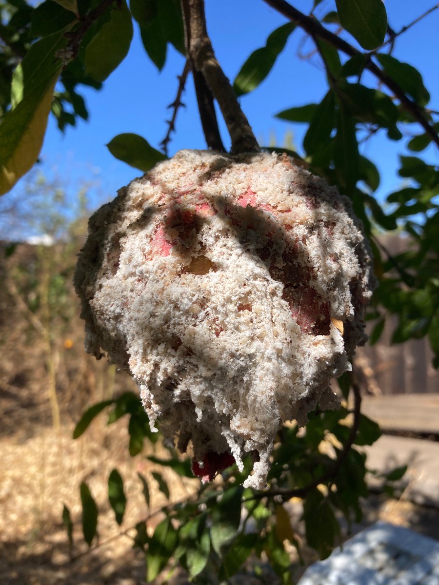 SkeetsDee's tweet photo. Is this not the worst mealy bug infestation on a pomegranate that you've ever seen? That's what happens when you're trying to live organic. Fortunately, it's the only one that was bad like this. https://t.co/2OCmqRK61c