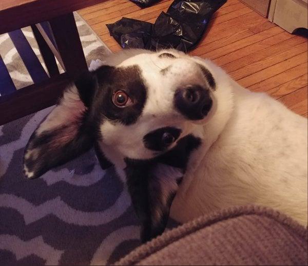 confusing_area's tweet photo. Weird looking dog
#fun #funny #confusing https://t.co/SUCa7BjvLq