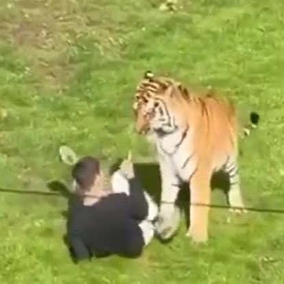jackunheard's tweet photo. This guy just died for breaking into a lion exhibit 

Retard of the day https://t.co/rmKU0ZPjmP