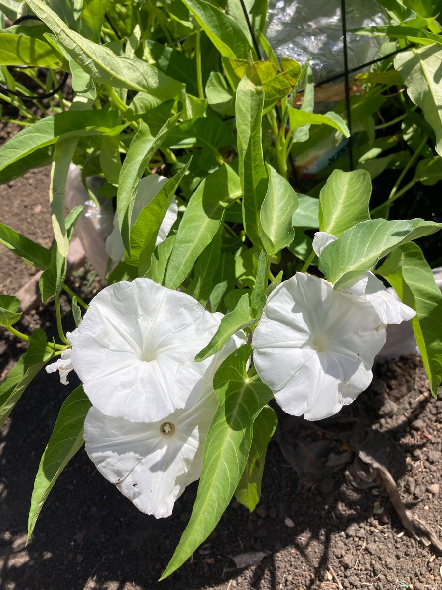 SkeetsDee's tweet photo. Water spinach in full blown flower mode. Also called ong choy or Morning Glory, but not related to the inedible Morning Glory that grows on land. https://t.co/8k6b5FBiVk