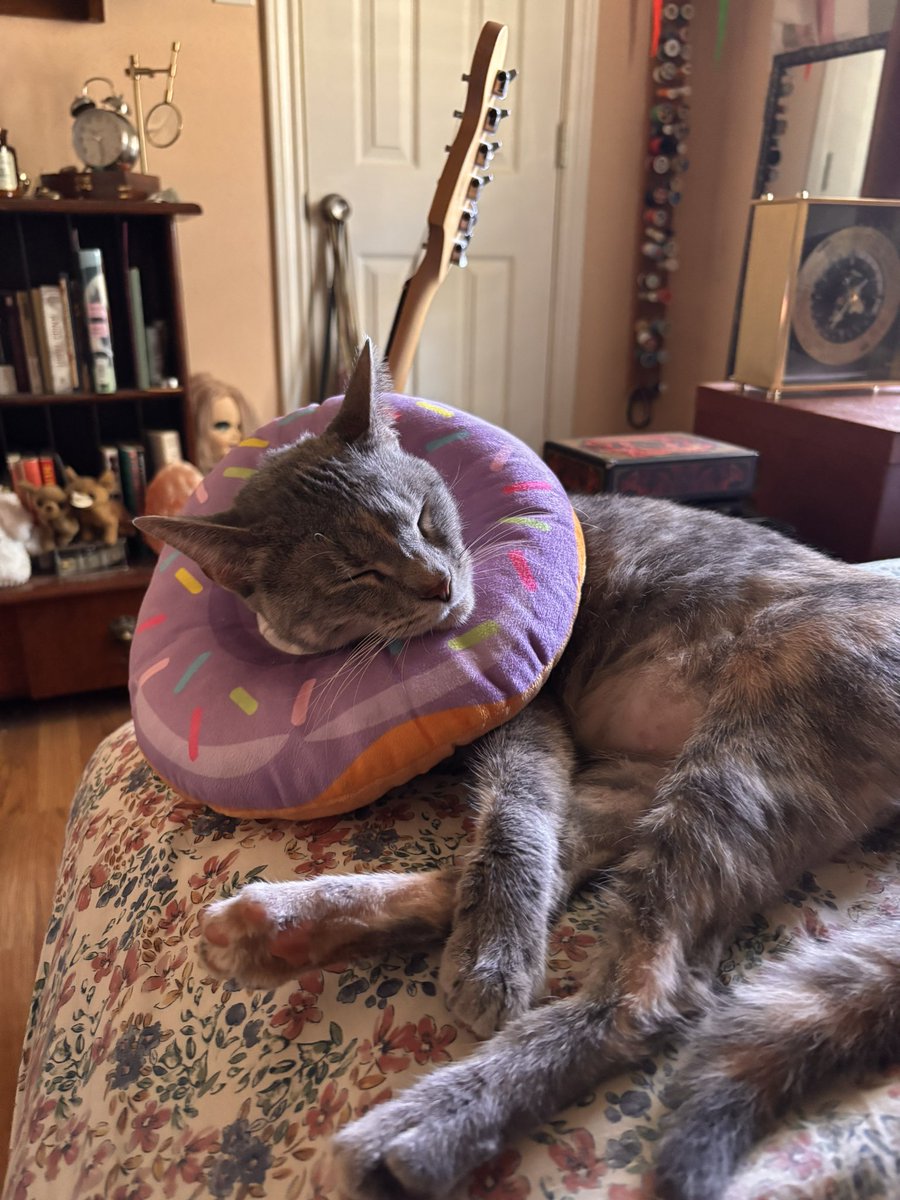 inkwhelps's tweet photo. my sweet girl hates her donut :-( https://t.co/CZgGvYJnhg