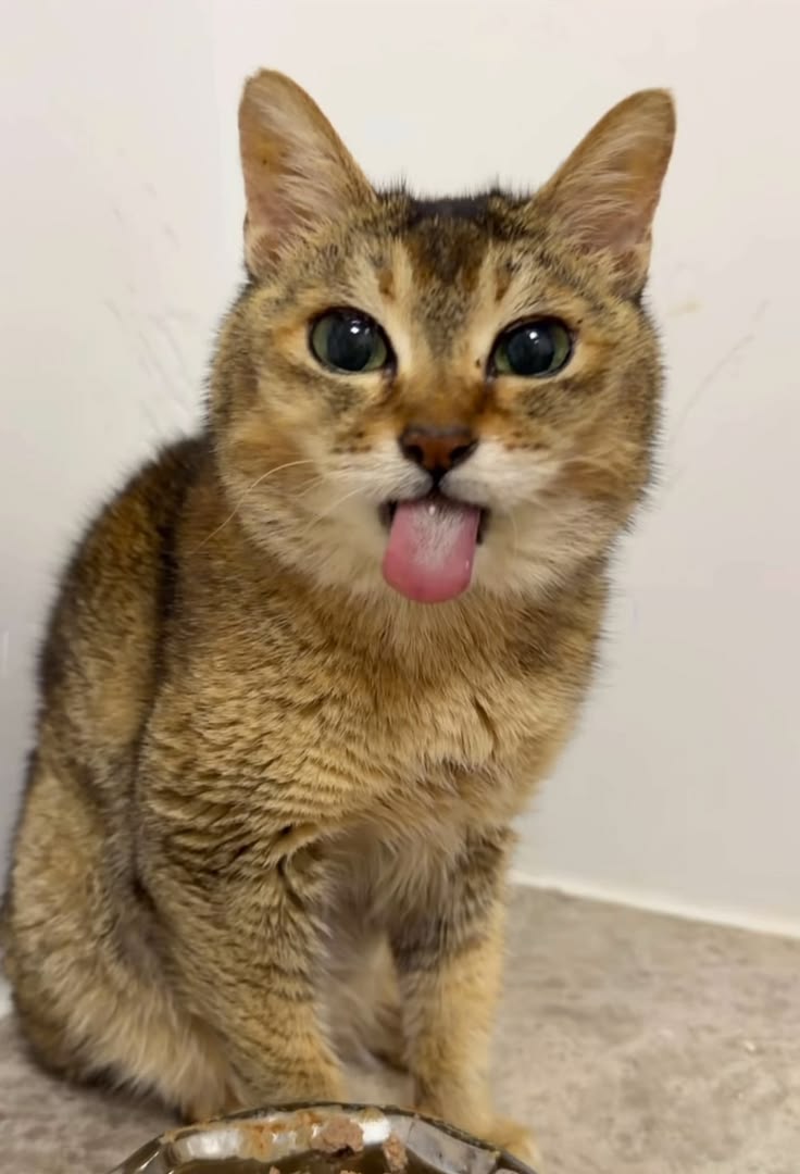 zuliexbb's tweet photo. Mei Mei, you freaky little gal https://t.co/DENm7MMViE