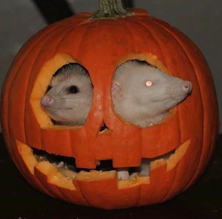 VirginiaOPossum's tweet photo. spooky scary opossums https://t.co/L6EiCyMqYH