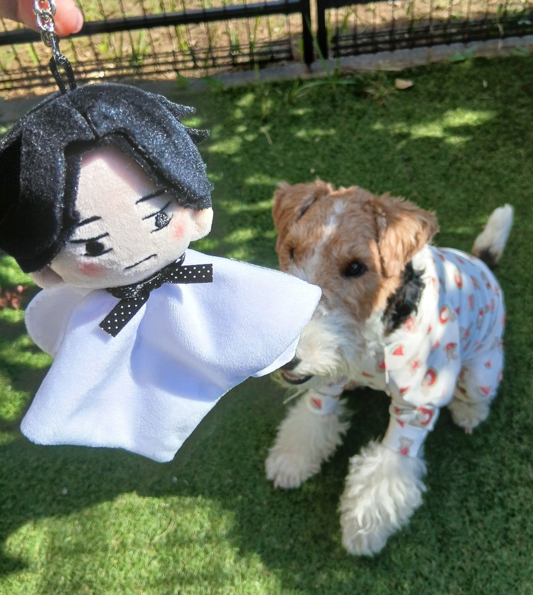 MatcyToYoshio's tweet photo. ホテルに預けてた犬くんのお迎えに行って、私のステラシアター終わりました
ライブはもちろんだけど、お友達と私の車で行けたこととか、楽しかったなぁ🎶

さっそく、ロックオンされるてるてる昭次😇
(グッズの整理番号289でも買えました👍)
#RockonSocialClub https://t.co/Q7AoyqcZaY