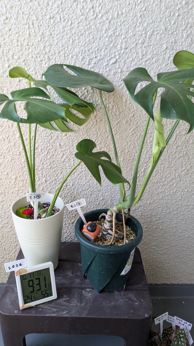 midorino_oba's tweet photo. 2024年7月⇔2026年10月
モンステラ②と③
#monstera https://t.co/wS1UiyIOVQ