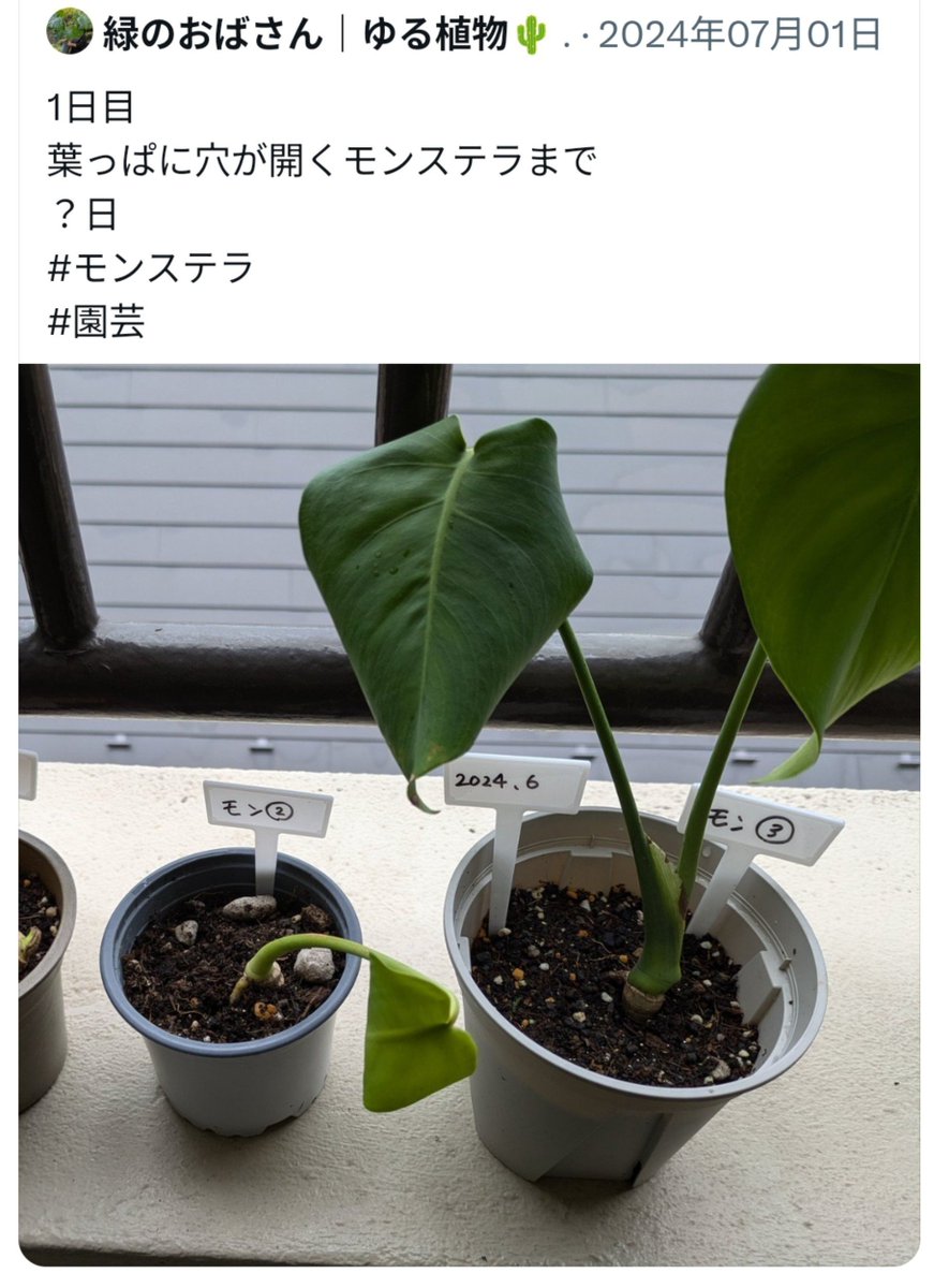 midorino_oba's tweet photo. 2024年7月⇔2026年10月
モンステラ②と③
#monstera https://t.co/wS1UiyIOVQ