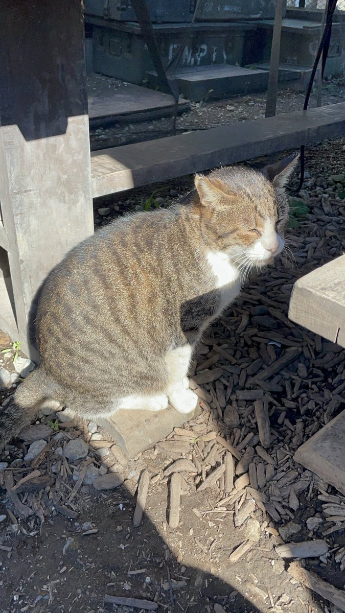 40__neko's tweet photo. 猫
#サバパー
#サバゲー https://t.co/MonuC5VLYX