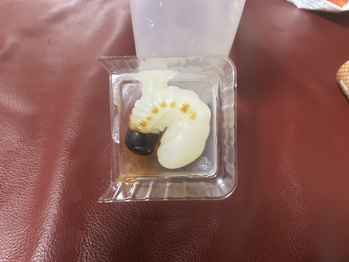 Satake_Azuma's tweet photo. 昨日のオヤツ
作って食べる昆虫ゼリー https://t.co/nCXAfZ10gu