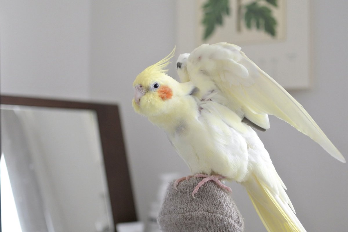 oboyu's tweet photo. 鳥、モンベルの靴下を履いたわたしのつま先でくつろいでいただきありがとうございます https://t.co/XiRBo4gfGY