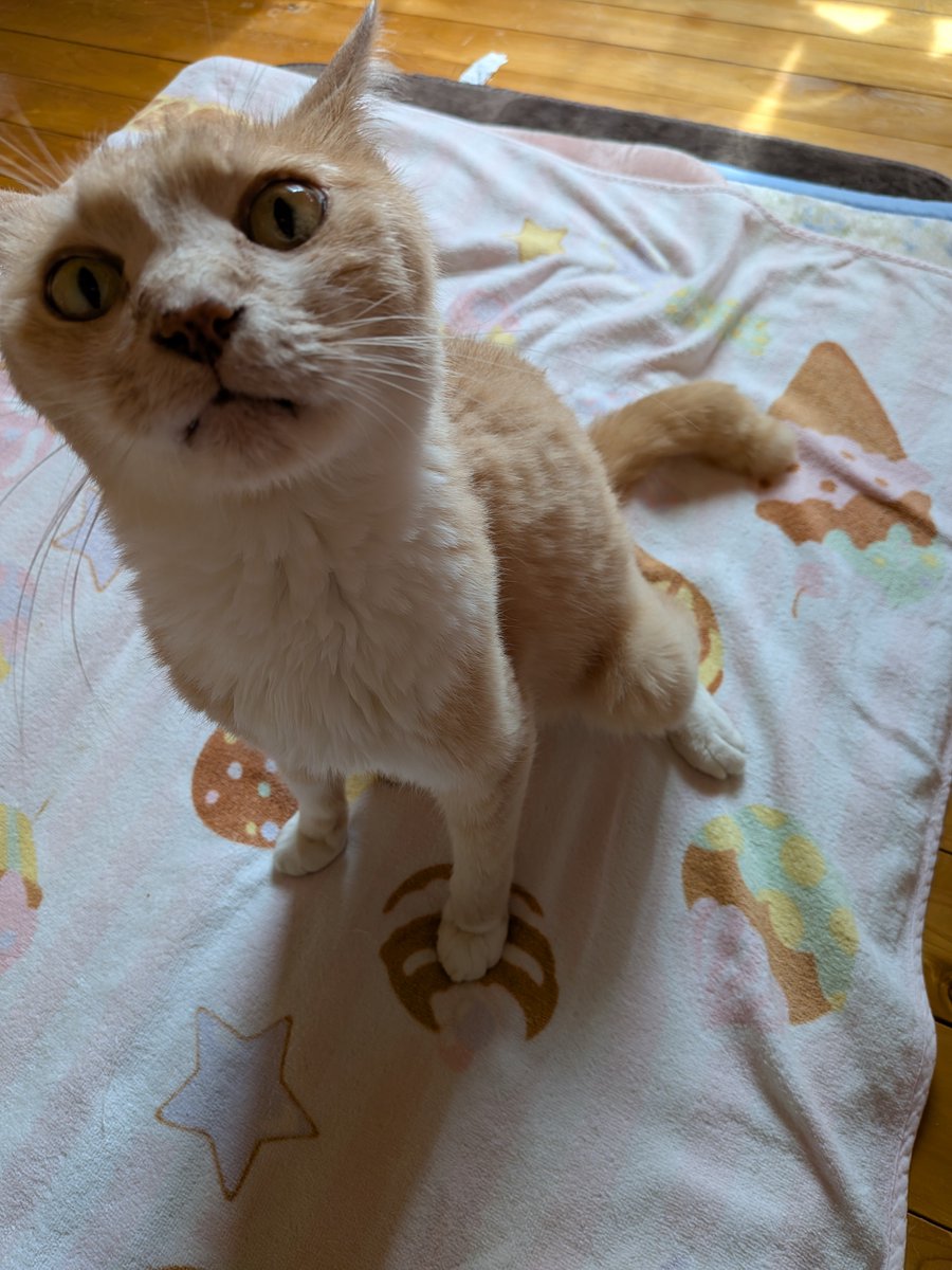 2026neko3's tweet photo. りーちゃん♥️
前回と同じ
5日投薬1日休薬5日投薬
続きます🙂

前回食欲は落ちたけど吐きなしだったので継続になりました🙋

お薬もらいにいってきます。

#闘病中
#猫好きさんと繋がりたい https://t.co/i3UbVPQFdM