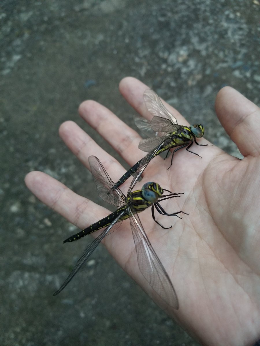 yagohito's tweet photo. ③症状　���
ヤゴ～羽化段階は正常。
羽化後１日未満で静止したまま絶命する。あるいは、生き残っても飛び立てない。
縁紋が着色せず、しばしば翅が曇って縮れる。餌不足による飼育失敗と同じだが、死亡までが早く、翅胸内部に黒ずみ（壊死斑？）が見られた。
▼画像
#トンボ砂漠調査記録
#生物
#昆虫 https://t.co/FCuwlkHPRO