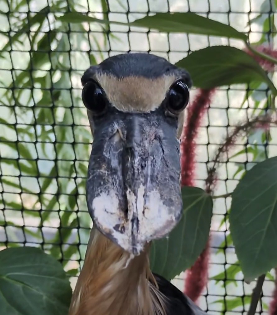 DerKudos's tweet photo. Zoos be like:

“Ok so this is the IStareAtFaggots bird” https://t.co/3im1jzTNLV