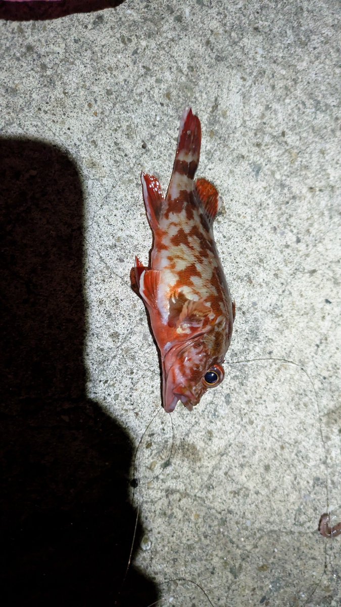 ota710 tweet picture