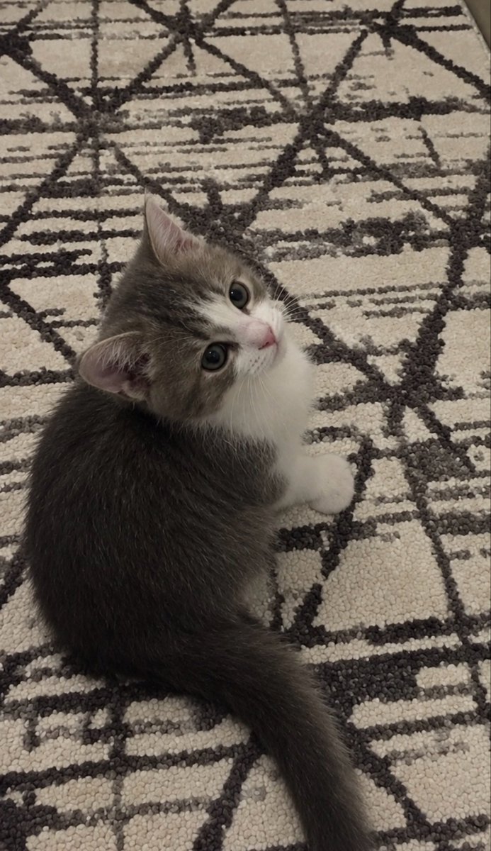 eilixuy's tweet photo. 💕🐈👩🏻‍❤️‍💋‍👩🏻 https://t.co/sawMxEcG7l