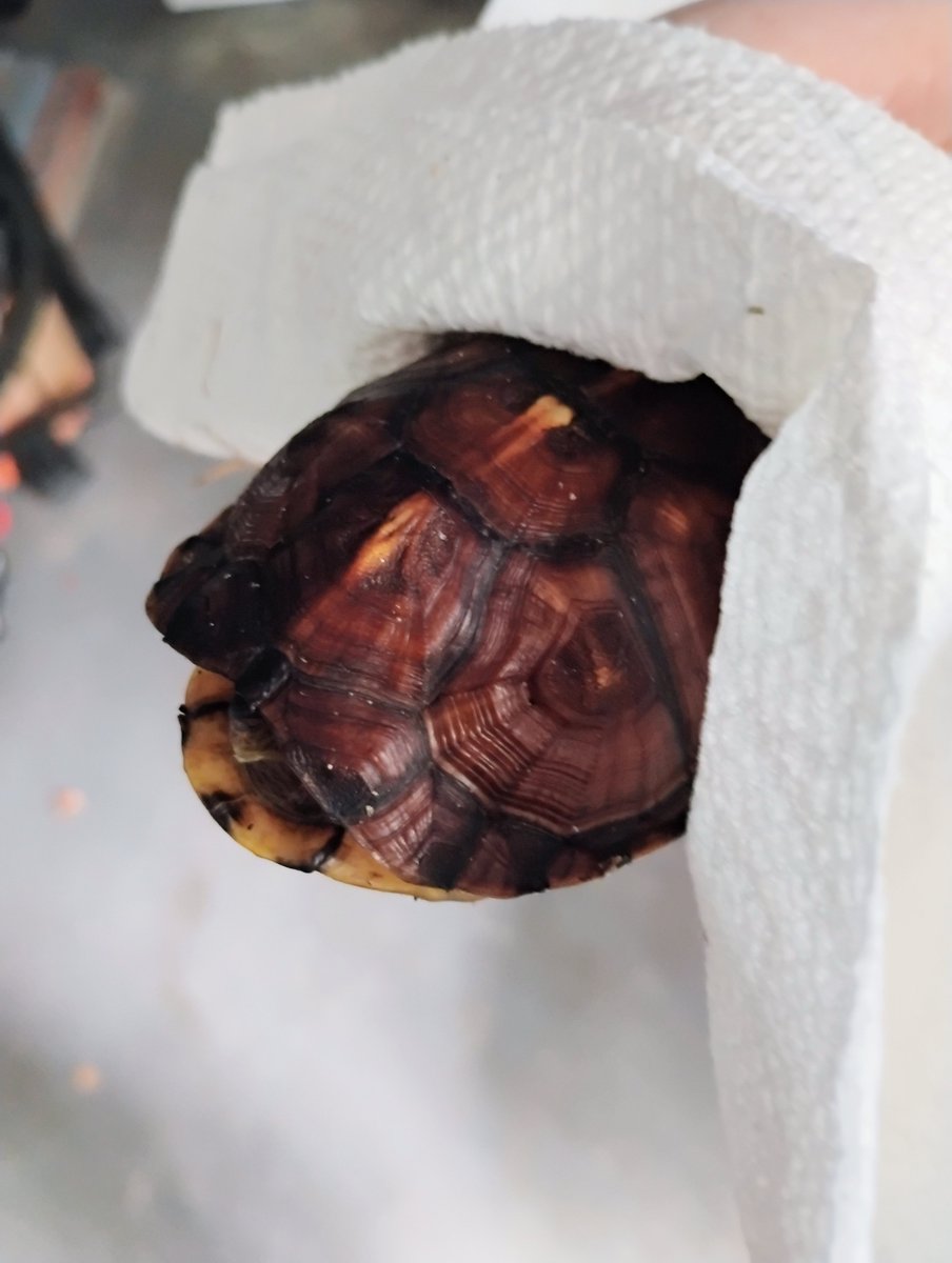 EmilyBea468's tweet photo. 🐢Turtle that was in my  grandparents' garage🐢 https://t.co/VotG8uPsY2