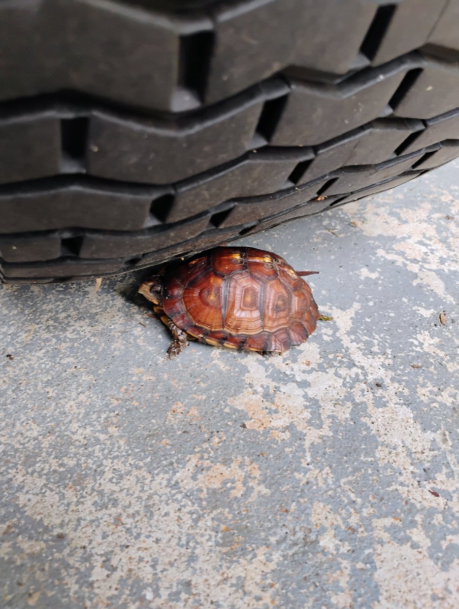 EmilyBea468's tweet photo. 🐢Turtle that was in my  grandparents' garage🐢 https://t.co/VotG8uPsY2