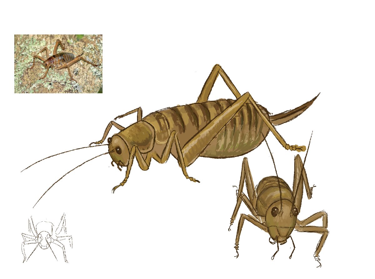 0rthoptera's tweet photo. my vent art https://t.co/oYkx7wuUKm