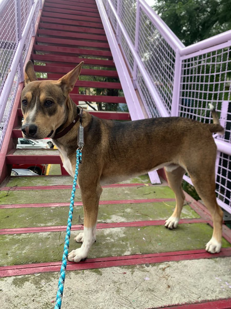 MascotasSismo's tweet photo. Se busca a su familia: perro joven/cachorro, macho, esterilizado, color café, pelo corto, talla mediana/grande. Solo tiene resguardo por 1 noche. Es sumamente educado y tranquilo. https://t.co/dU7VvEmlDD