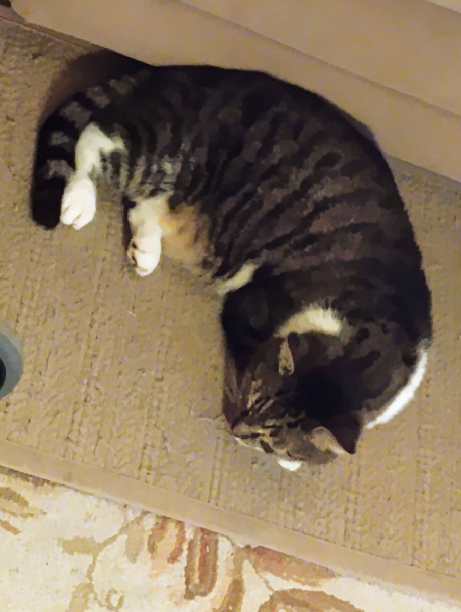 EmilyBea468's tweet photo. Kittahs https://t.co/F8iY8bSRiM