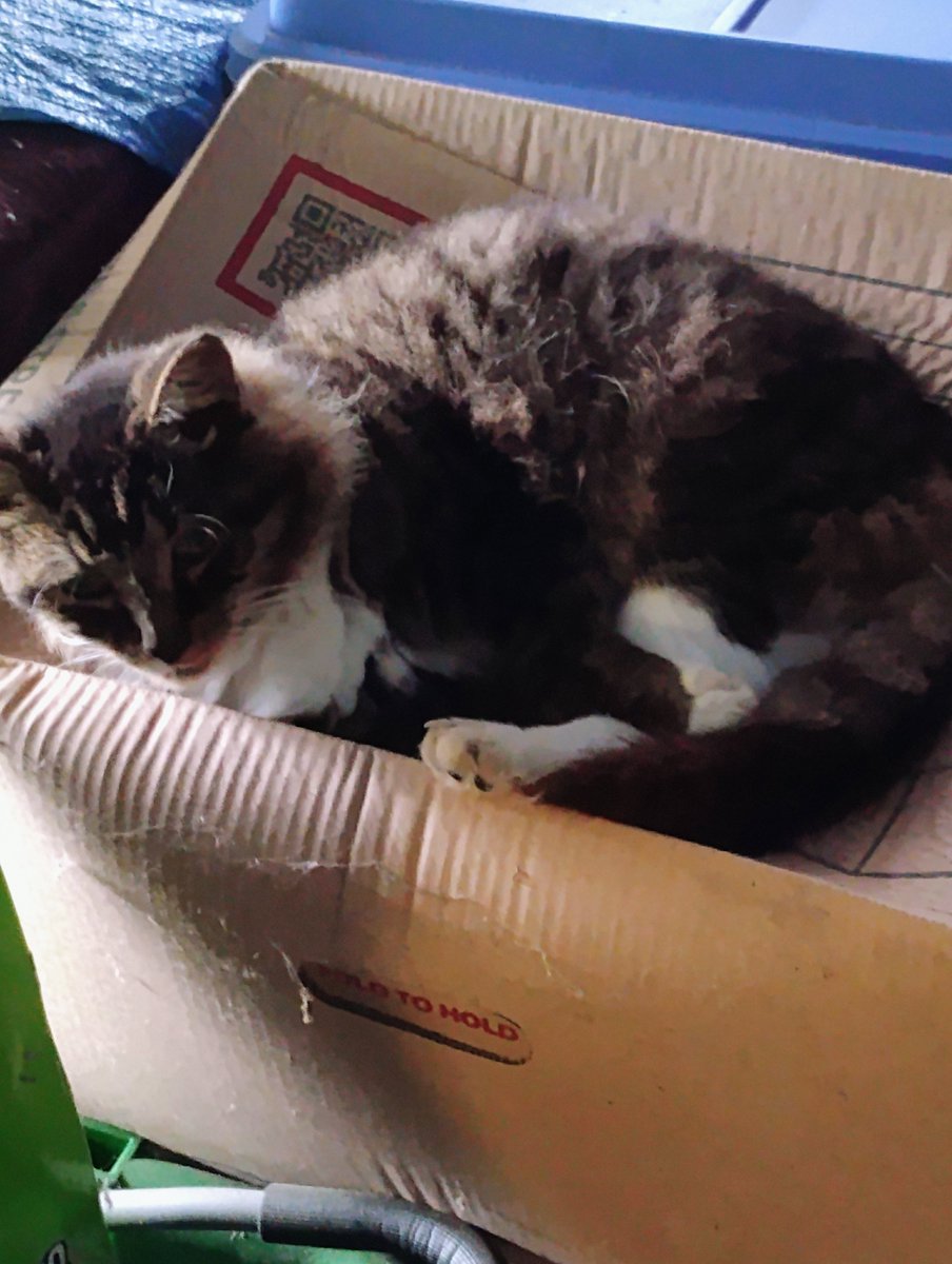 EmilyBea468's tweet photo. Kittahs https://t.co/F8iY8bSRiM