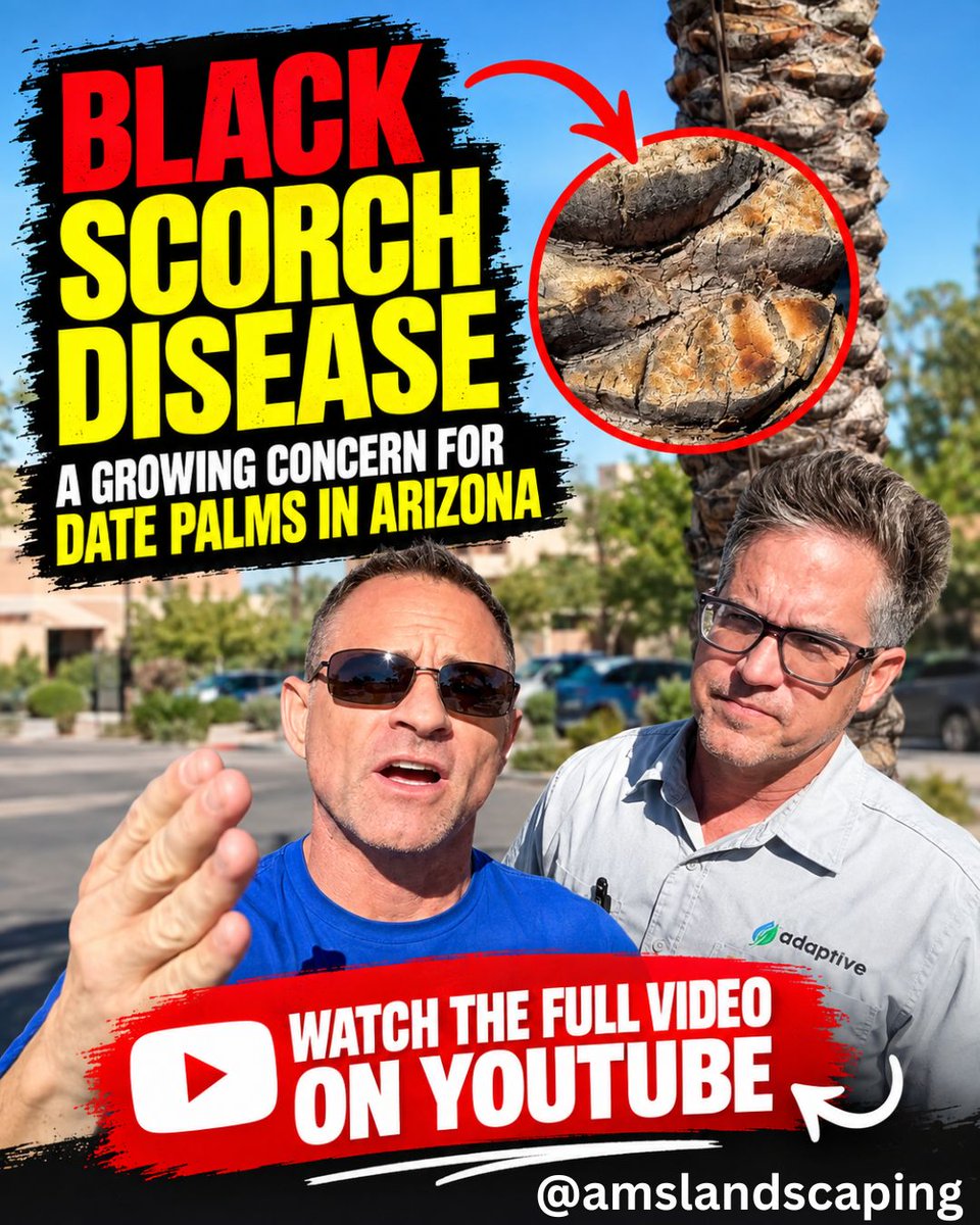 azlawns's tweet photo. Could Black Scorch Be Affecting Your Palm? ๐ด
๐ Watch the full video to learn what to look for and how to protect your palms at https://t.co/73WJgkiYcP
#PhoenixLandscaping #ArizonaLandscaping #PalmTrees #PalmTreeCare #BlackScorch #PlantHealth #PhoenixAZ https://t.co/GbCcjlrUaK