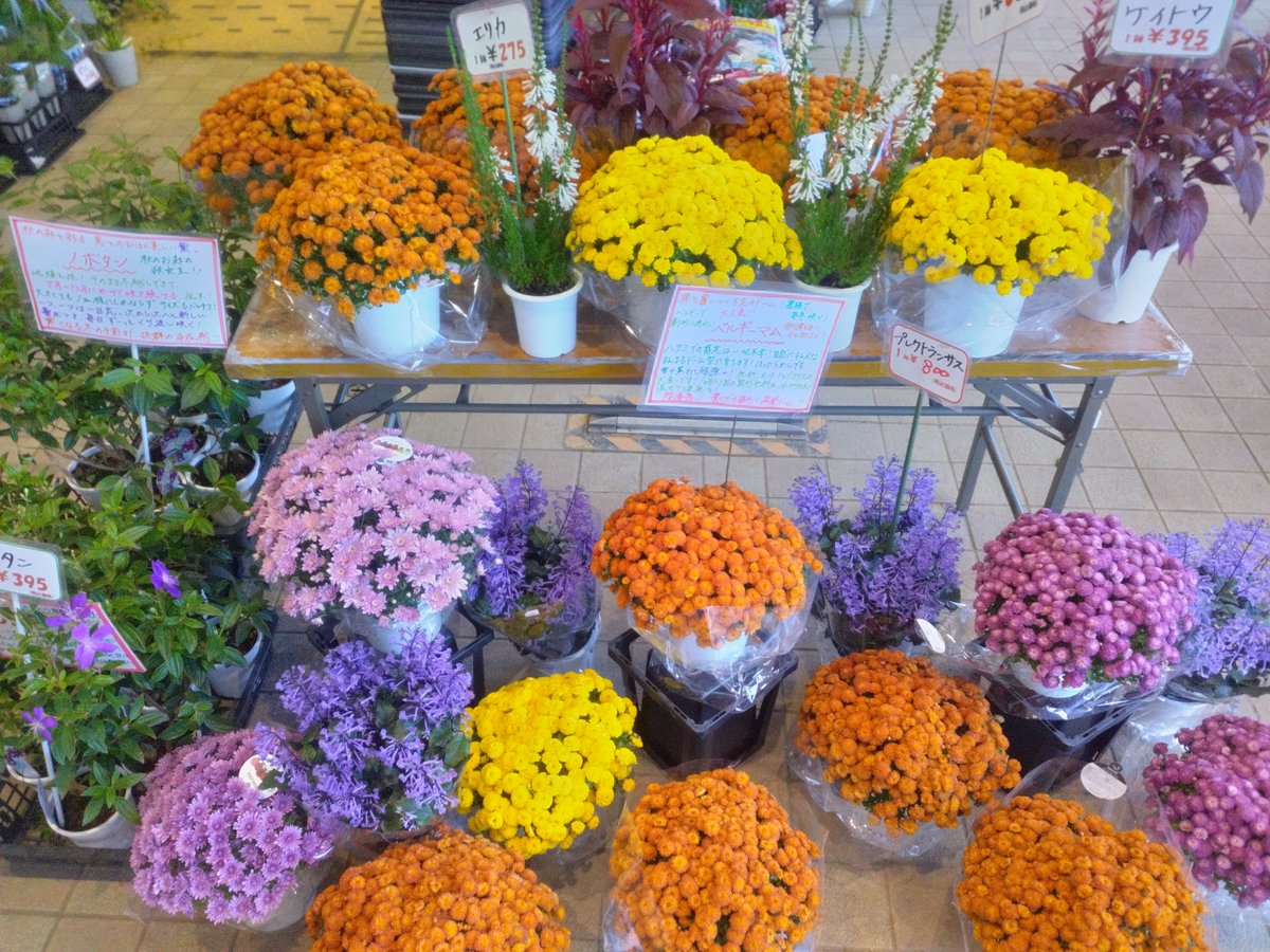 WF_bessho's tweet photo. おはようございます☀✨️
ワールドフラワー開店致しました！

新鮮な切り花も多数お買い得です！

毎年お庭でお仏花を収穫
タダで御供え【ガーデンマム】

春まで半年咲き続ける！
【ガーデンシクラメン】

お部屋を一層華やかに
【リーガースベゴニア】

是非ご来店ください！

#上大岡　#横浜別所店 https://t.co/AzYyF2wjyX