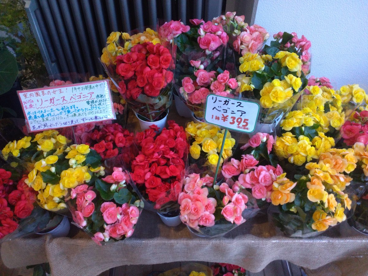 WF_bessho's tweet photo. おはようございます☀✨️
ワールドフラワー開店致しました！

新鮮な切り花も多数お買い得です！

毎年お庭でお仏花を収穫
タダで御供え【ガーデンマム】

春まで半年咲き続ける！
【ガーデンシクラメン】

お部屋を一層華やかに
【リーガースベゴニア】

是非ご来店ください！

#上大岡　#横浜別所店 https://t.co/AzYyF2wjyX