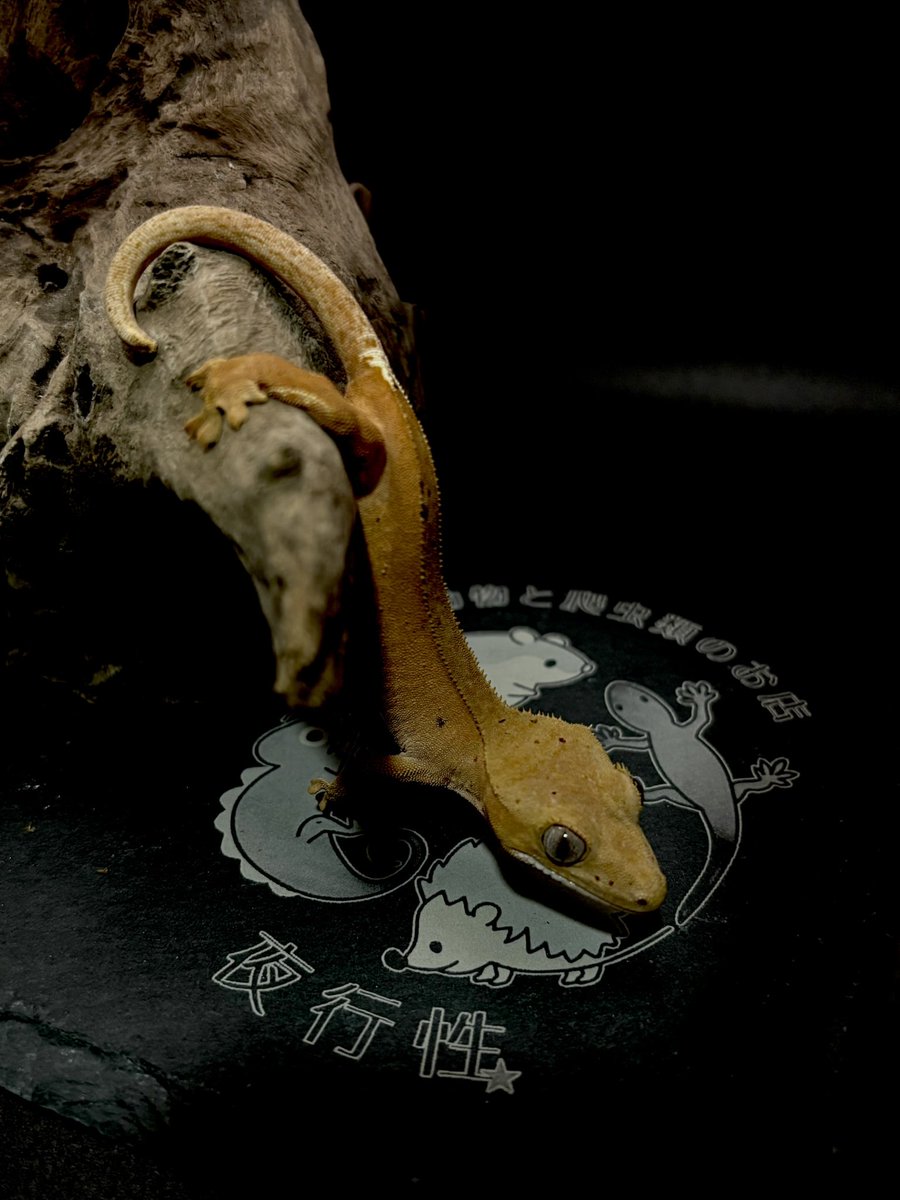 yakousei_t09's tweet photo. 本日10/11㈰14:00〜19:00
🦎夜行性インストアイベント🦎

よろしくお願い致します⭐ https://t.co/srjmIKfjPl