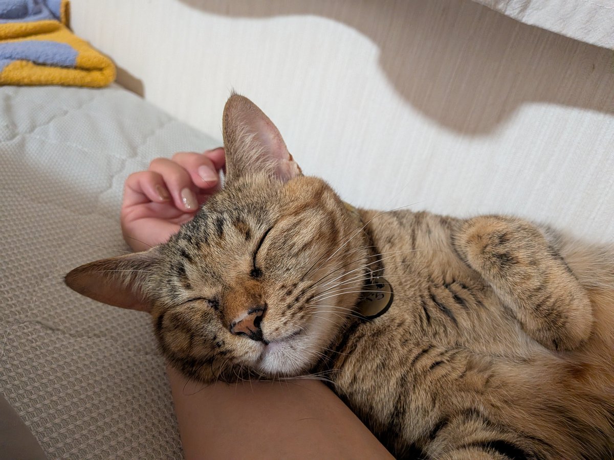 kitamaemio's tweet photo. @taro20216 うちの猫の寝顔も見て https://t.co/BG7DUm89dl