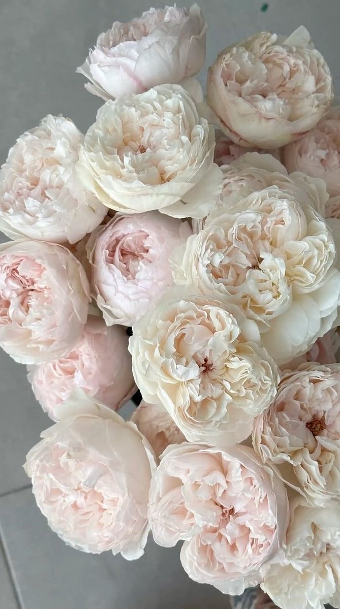 calmlivng's tweet photo. Dreamy Peonies https://t.co/vtRjNtAhg6