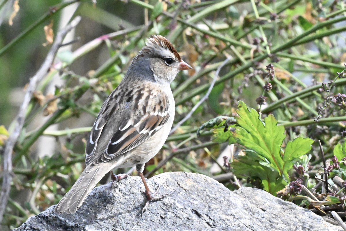 ell_enR's tweet photo. White-crowned Sparrow
Meadowlands NJ
10/8/26
#BirdsSeenIn2026 #naturephotos #naturelovers #naturelover #NaturePhotography #NatureIsBeautiful #birdwatchers #birdphotography #birdphotographer #birdphotos #birdlover #bird #nature #naturephoto #sparrow #birdwatching #naturephotograph https://t.co/jVPSXA1M0S