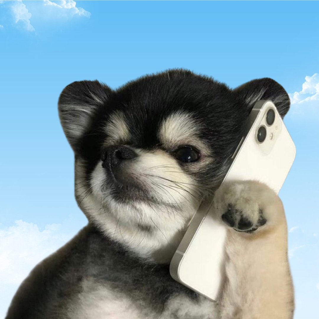 patchsol's tweet photo. meet saul.

better call saul. https://t.co/OLNao1SZyg