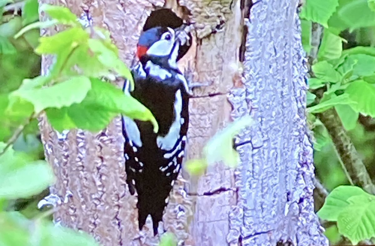 SheLovesTweets's tweet photo. Cooling down my anger over America by watching S2, P2 of #SamAndAdeGoBirding @channel5_tv with @exitthelemming & @AdrianEdmondson. A wonderful tonic if you need to chill out, this time in West #Wales with #RedKites, #Ospreys, #Kingfishers, #Pheasants, #Warblers and more ๐๐ฆ
๐ฅ๐ชถ https://t.co/KQqq4R2LJ1
