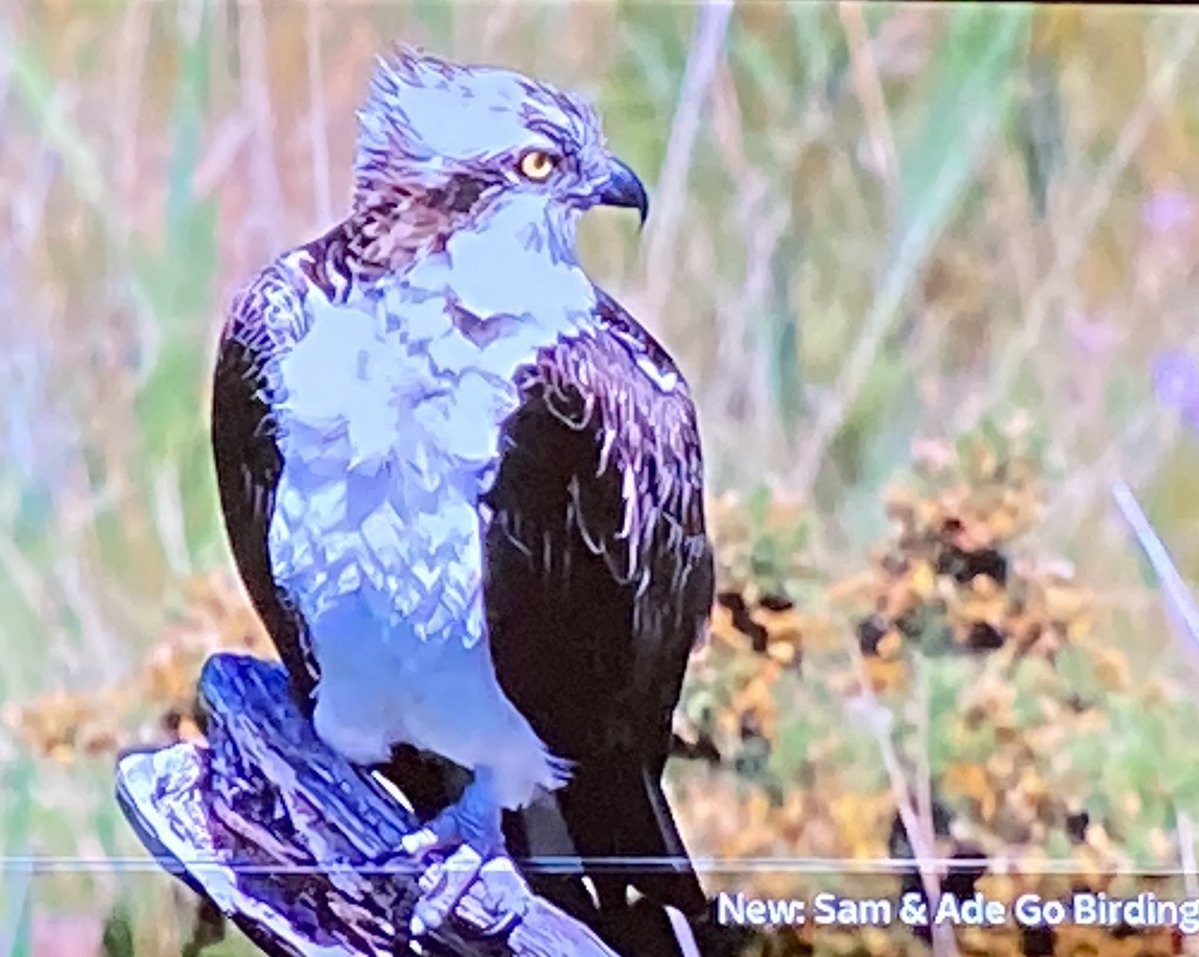 SheLovesTweets's tweet photo. Cooling down my anger over America by watching S2, P2 of #SamAndAdeGoBirding @channel5_tv with @exitthelemming & @AdrianEdmondson. A wonderful tonic if you need to chill out, this time in West #Wales with #RedKites, #Ospreys, #Kingfishers, #Pheasants, #Warblers and more ๐๐ฆ
๐ฅ๐ชถ https://t.co/KQqq4R2LJ1